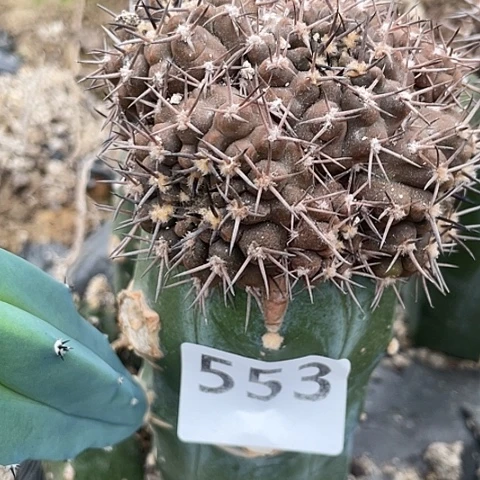 553号龙神木苗接武勋丸大群