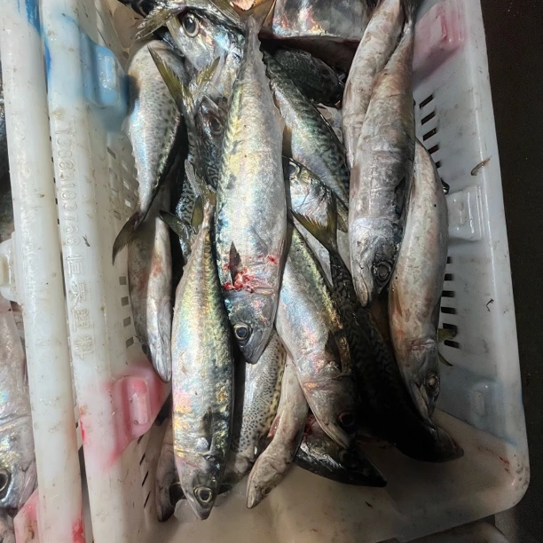 大连当地野生鲐鲅鱼4斤（顺丰包邮）