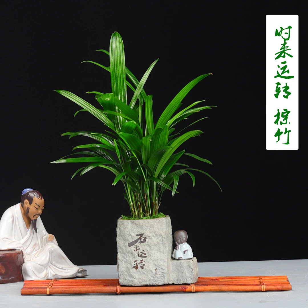 棕竹盆栽大型室内绿植花卉四季常青净化空气观叶植物居家摆件好养