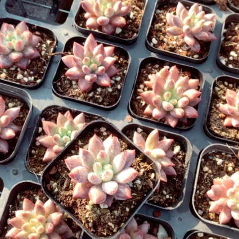 红虞美人。    发两颗。