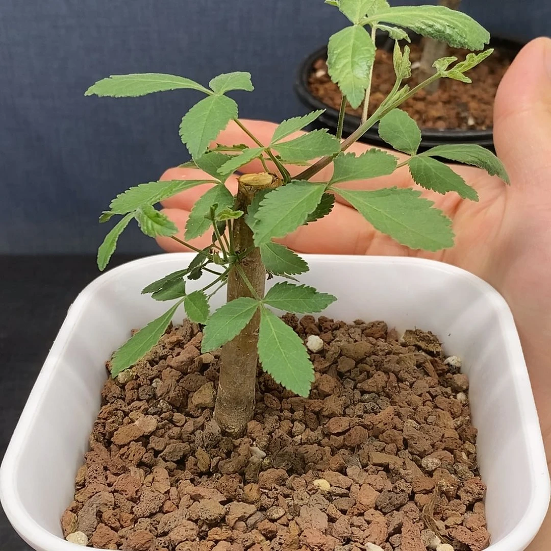 苏杰保利没药带盆发货