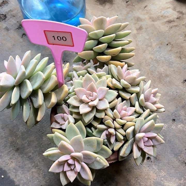 伊***~紫雾多肉植物100多种