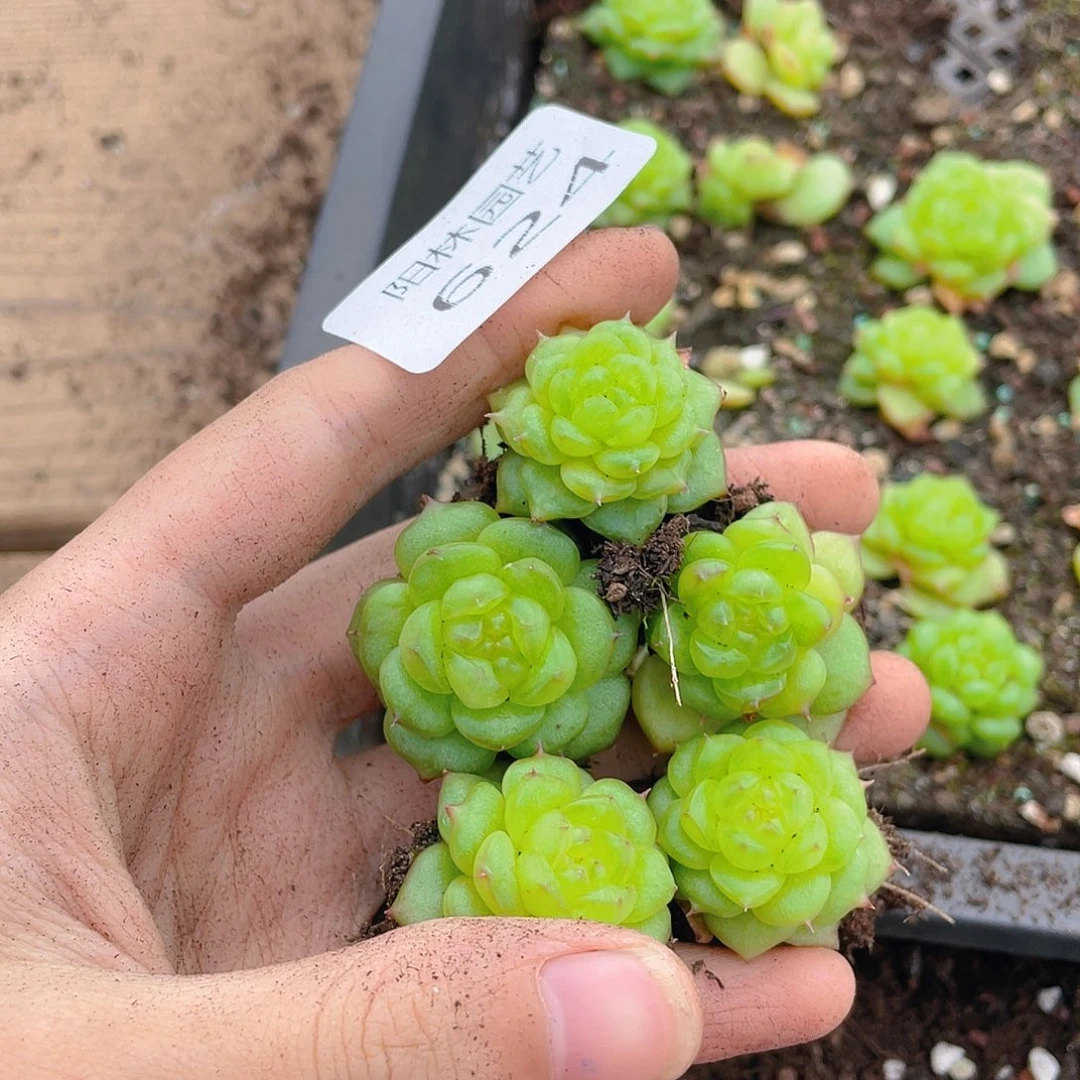 多肉植物多肉植物624
