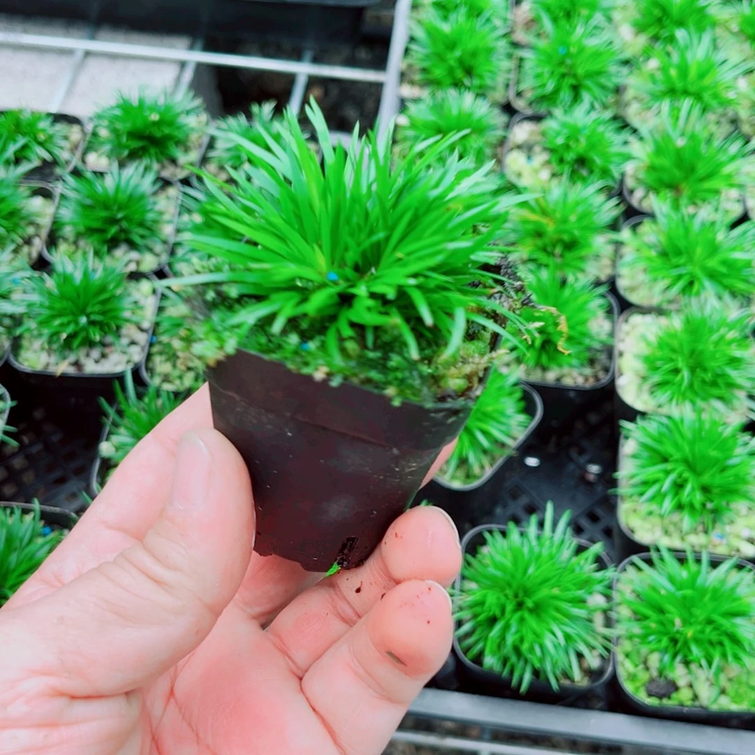 木***超无花朵黄金姬姬木亿妙炒随单9998