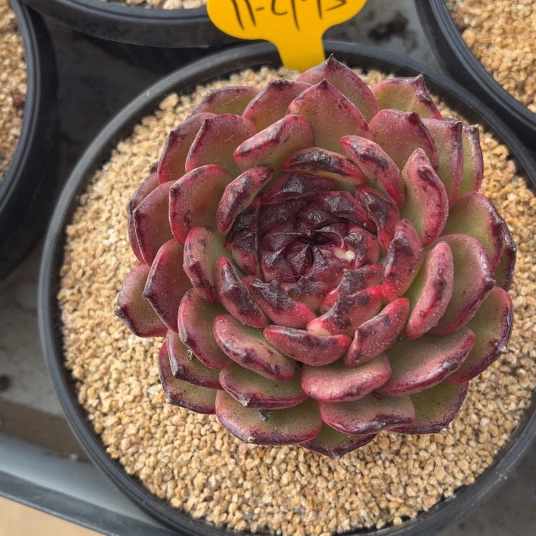 11-28-15红樱多肉植物