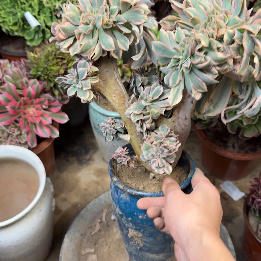 140灿烂缀化法师多肉