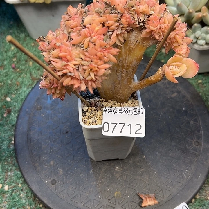 幸运的是我还在努力地生活