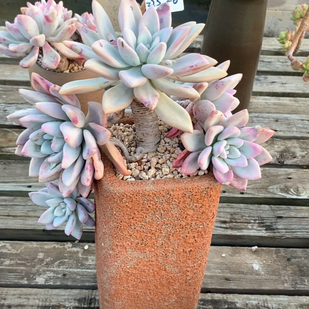 过**李多肉植物奥普225-26