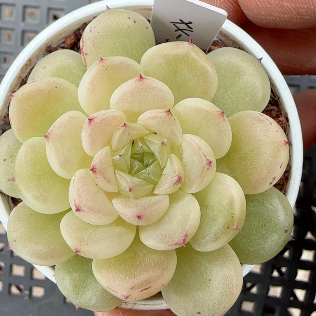 【闪购商品】0207-62（xx-53）