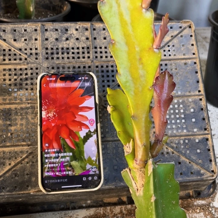 当前无花栽培后可以开花144