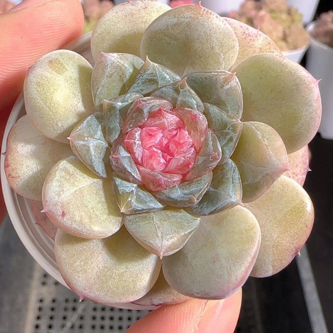 多肉0103-31糖心糖心