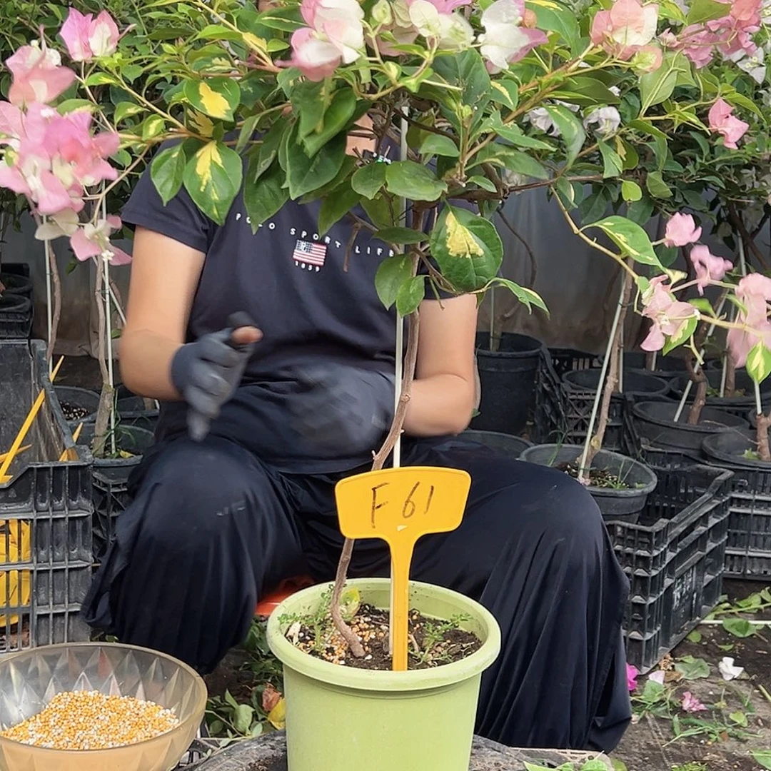 微***笑当前无花栽培后可以开花F61橙白