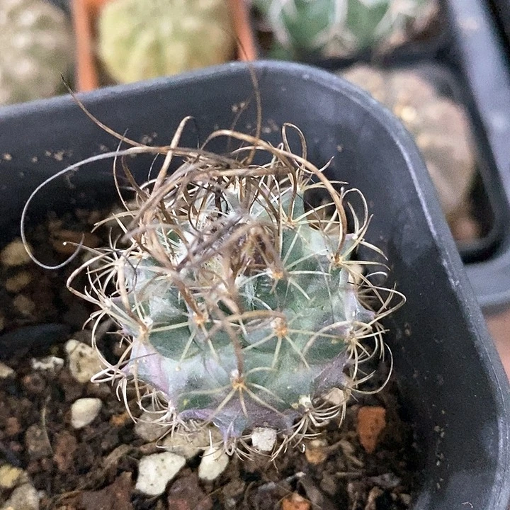 K****g孤品实生草刺娇丽仙人球新年福利