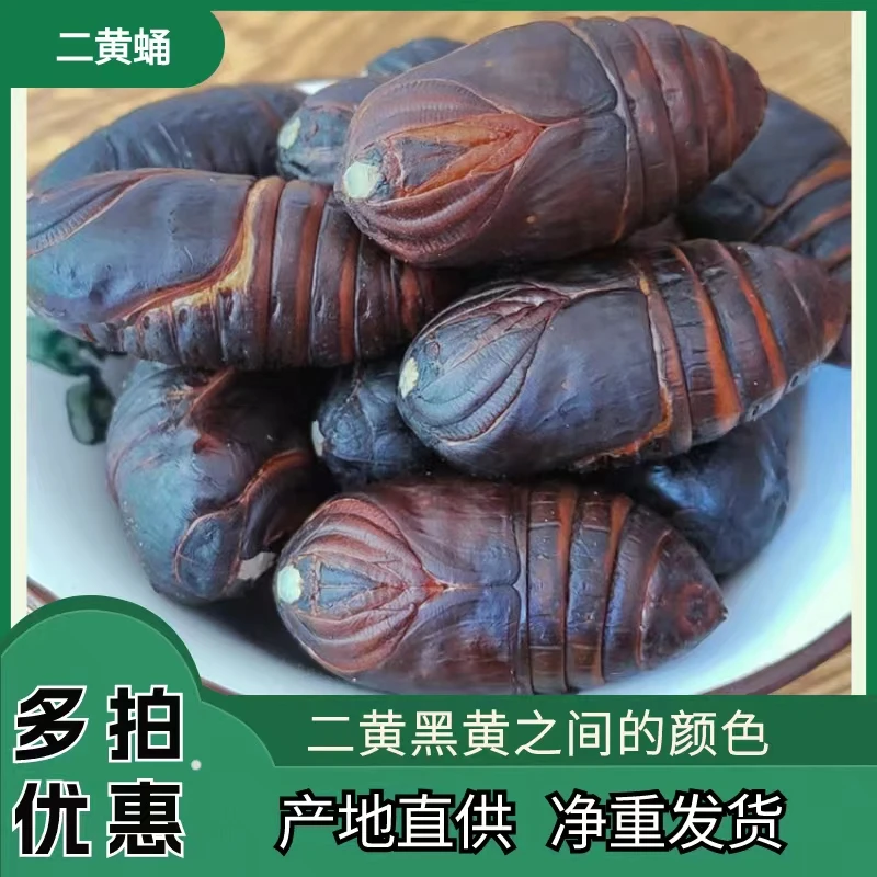 东北柞蚕蛹现割鲜活发货蝉蛹包邮烧烤二黄蛹高蛋白大黄蛹大黑蛹