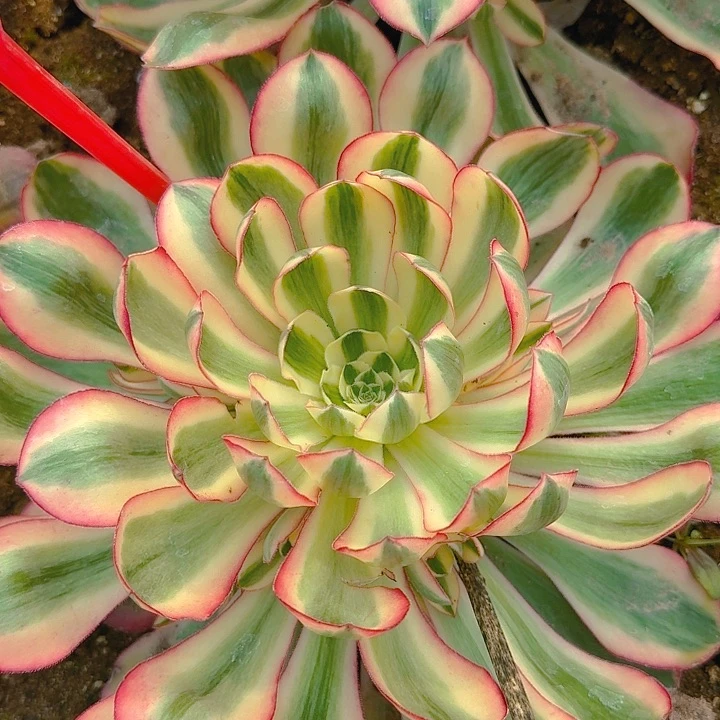 *️****2-197爱丽丝多肉法师