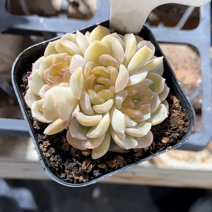 用****7多肉植物融晶985