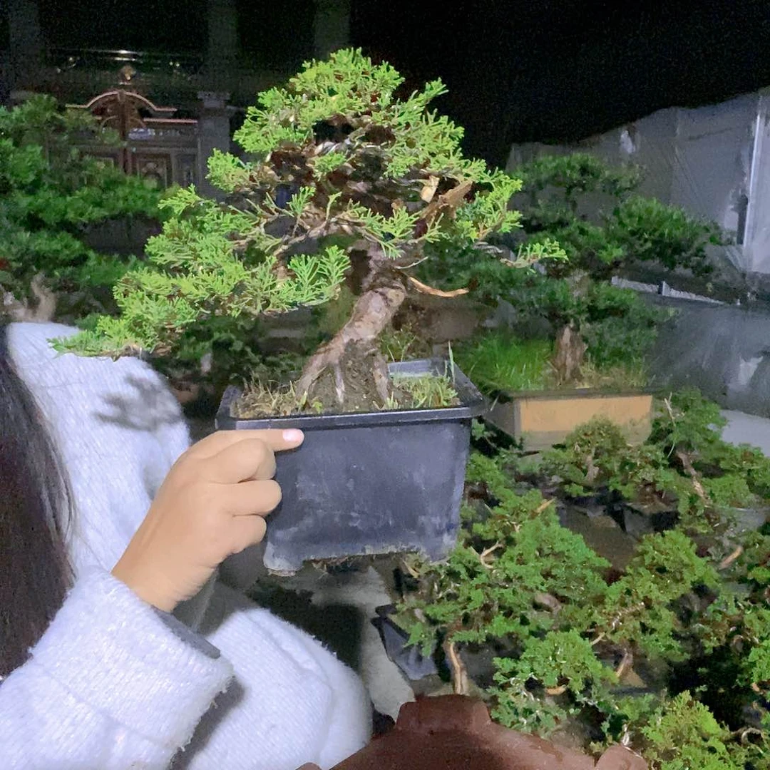 无花朵真柏盆景造型