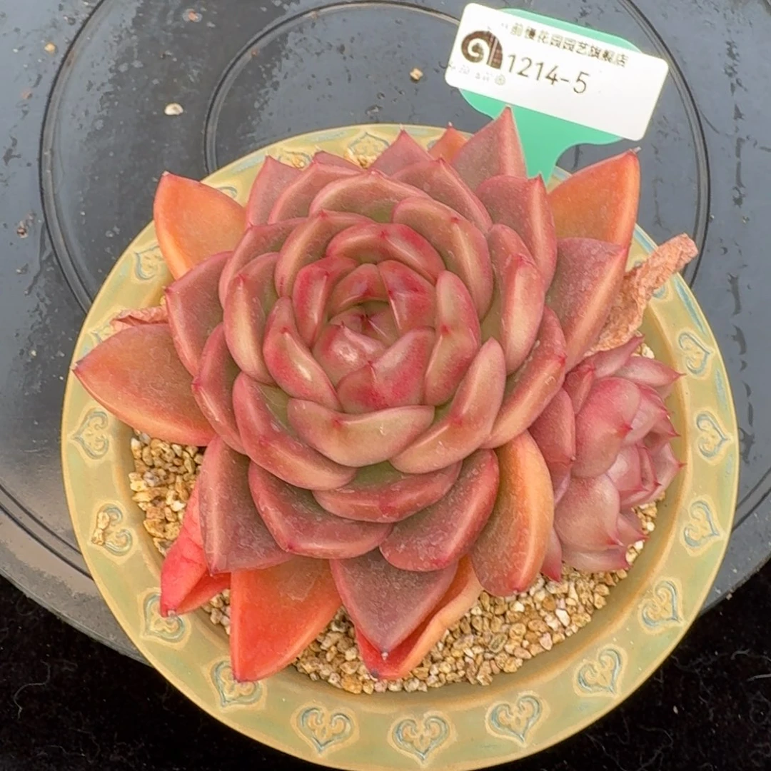 从前慢多肉精选编号1214.5