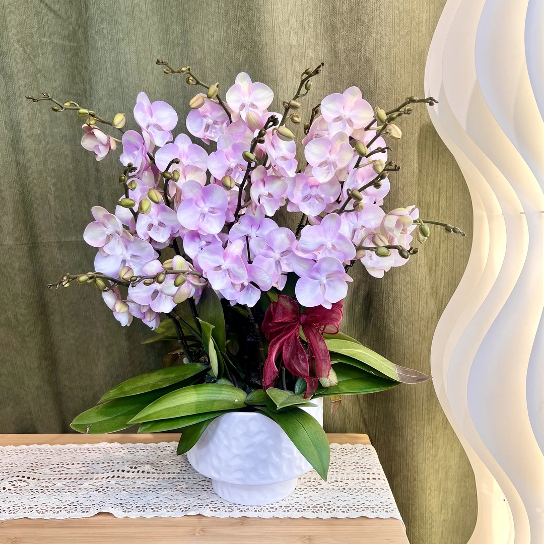 【威尼斯】蝴蝶兰 粉色渐变欧品花 中大花型  高端绿植花卉 乔迁