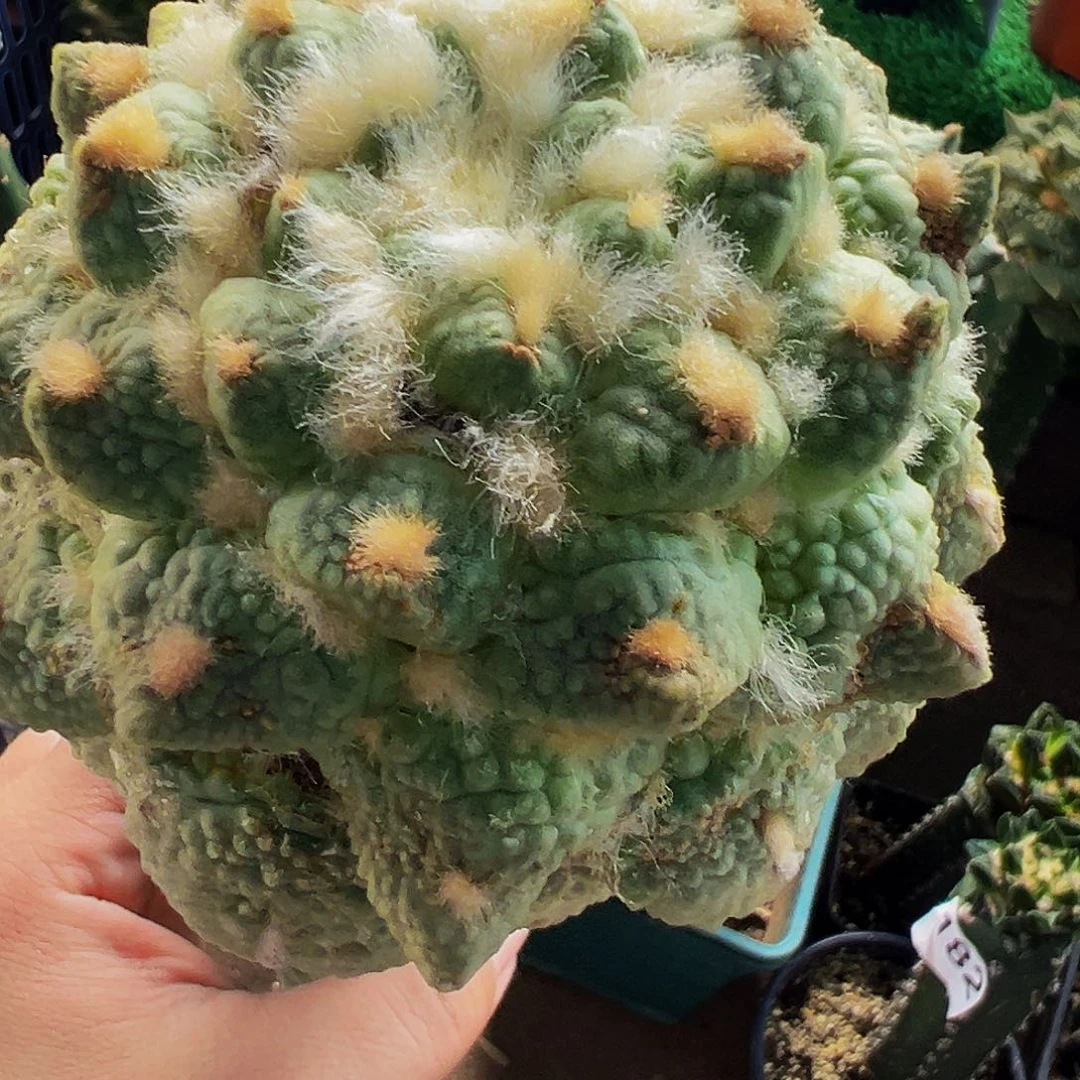 許***植无花朵福利龟甲怒涛牡丹366
