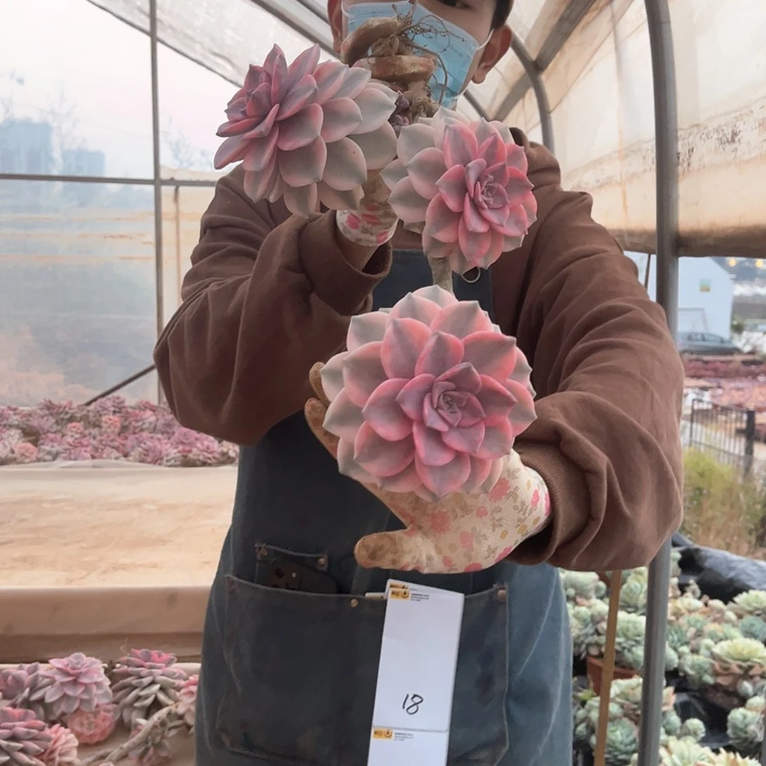 金**堂多肉植物紫乐景16