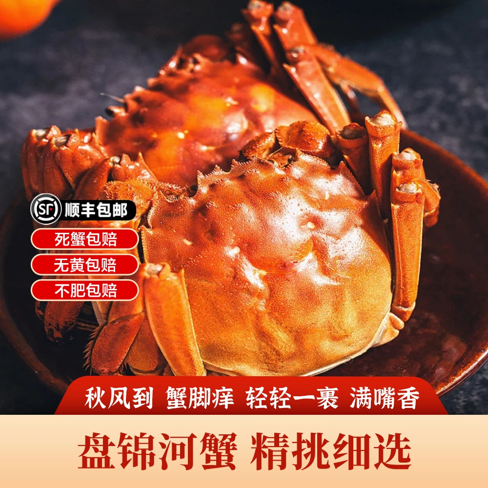 【活蟹】盘锦河蟹 1.3~1.6两/只 全母 到手2斤 鲜活发货