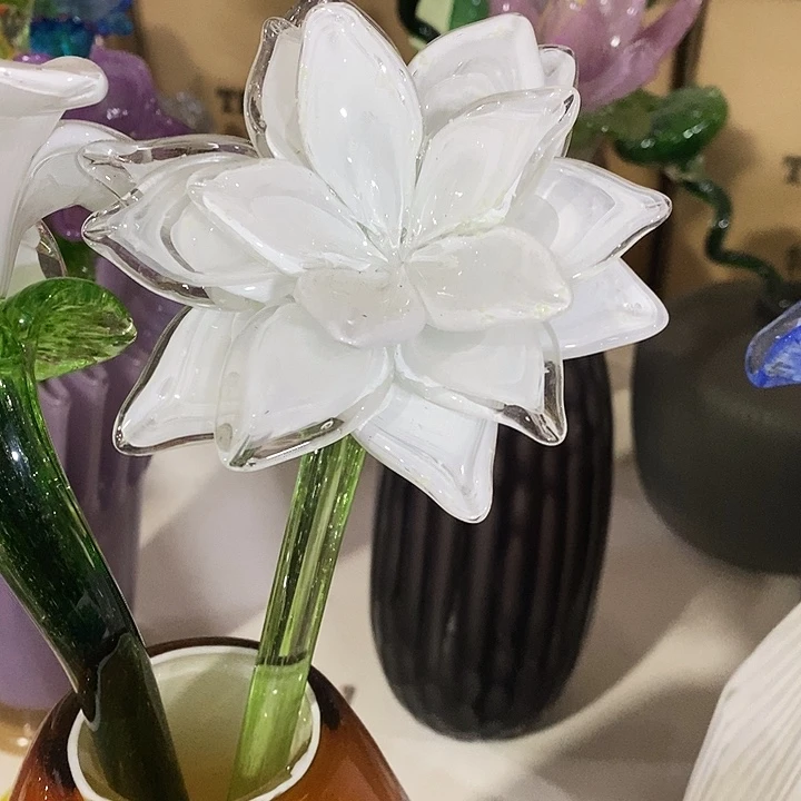 夜光花高43厘米左右