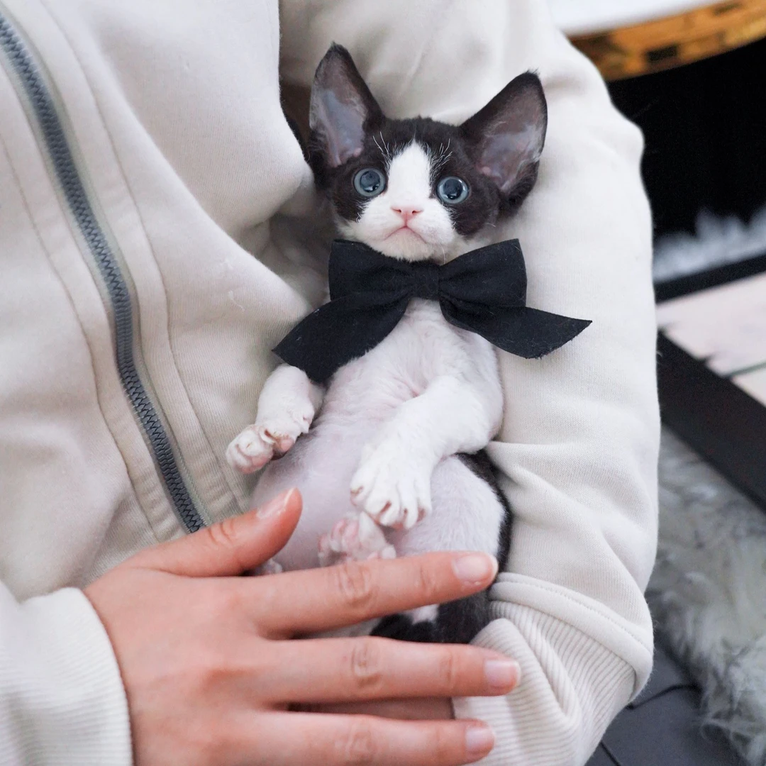 洞洞弟弟 德文卷毛猫