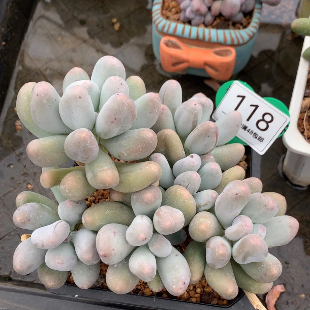 米可奶无砍老桩118