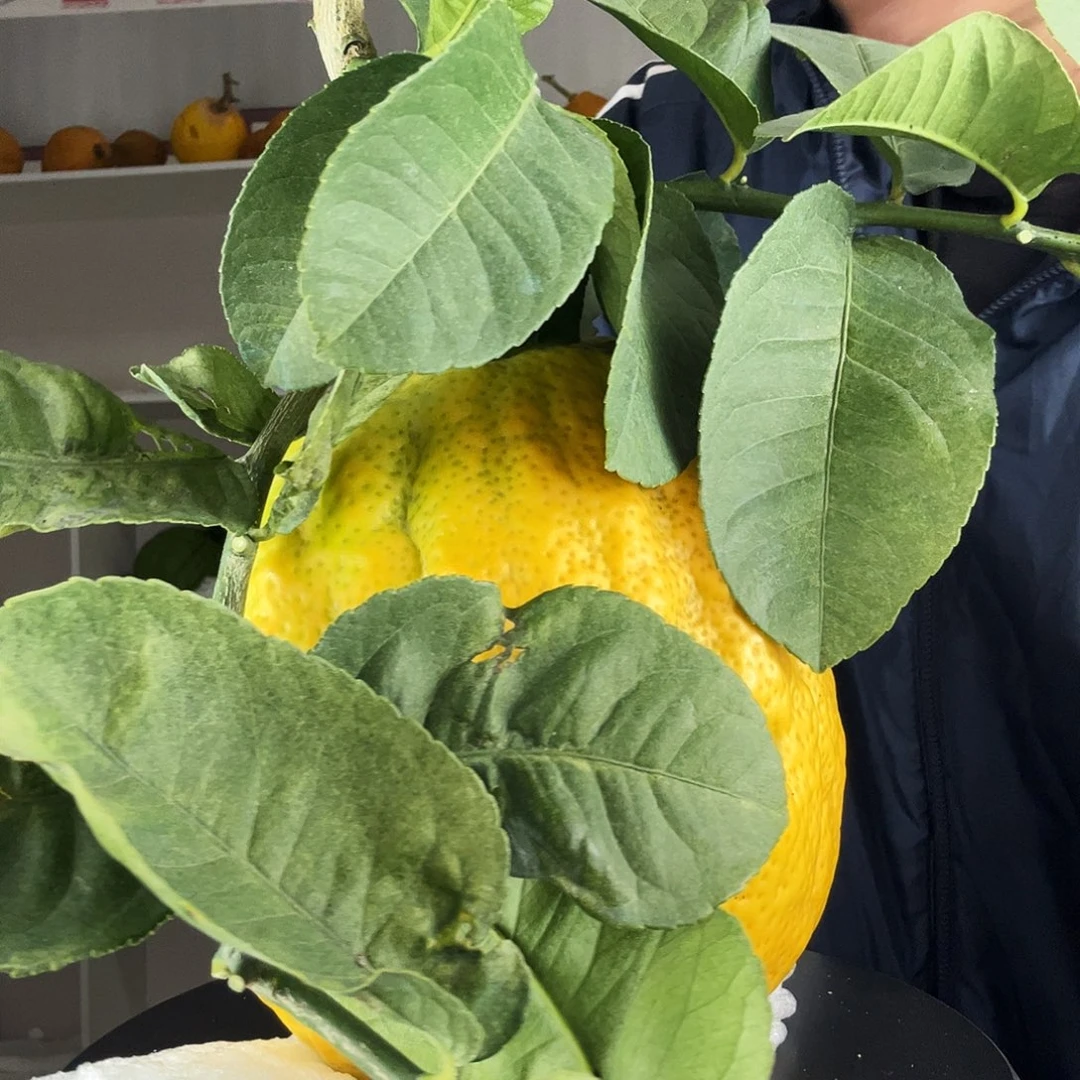 霏***儿香水柠檬云南高山大香橼