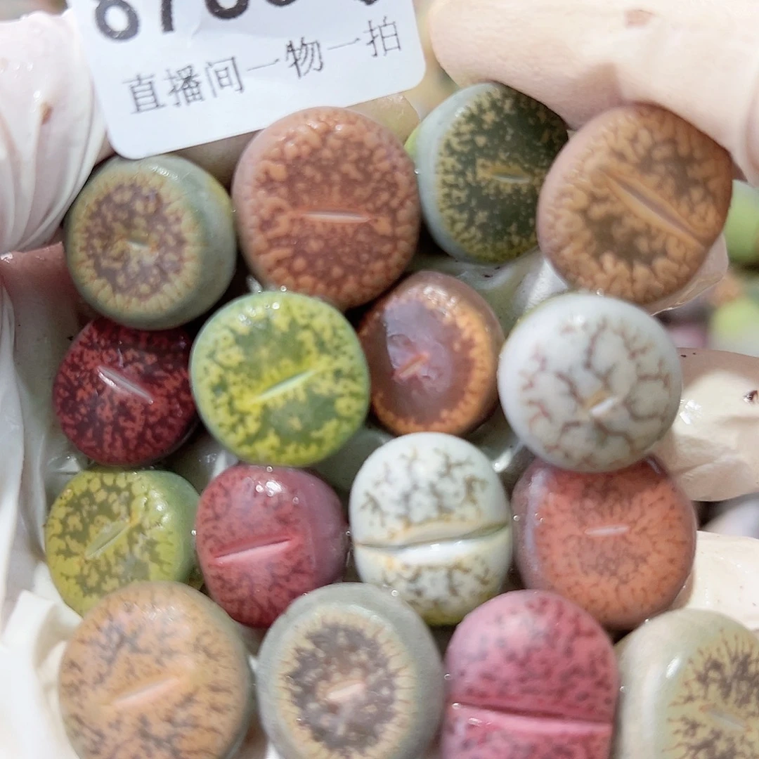 8785 好养易活生石花大母本16个1.5cm左右