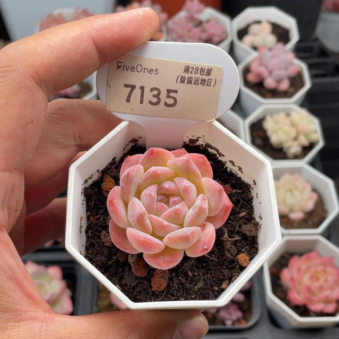 胡***嘚草莓果酱7135-4厘米