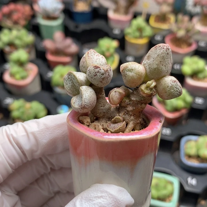 楞叶 木质老桩 块根