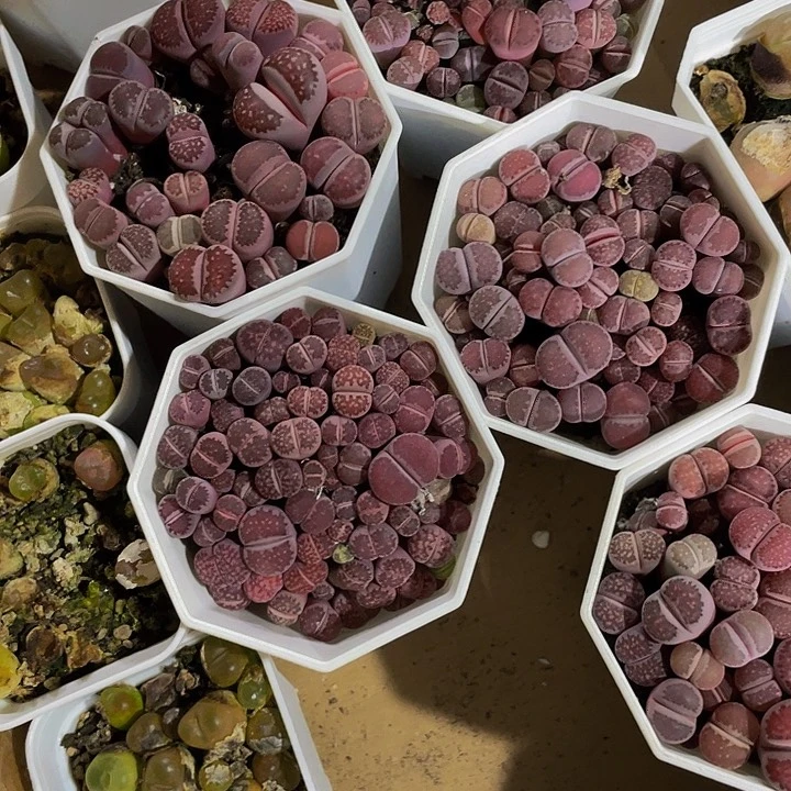 八角盆紫李夫人生石花带盆土