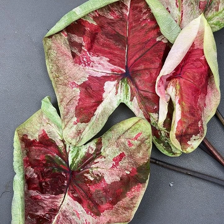 你***粑126-0728彩叶芋现货发