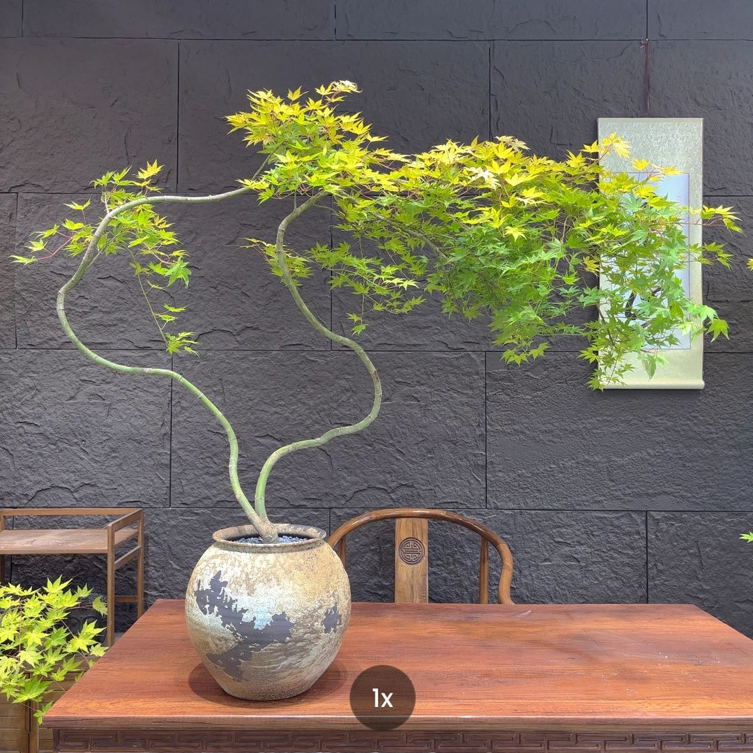 13号 长飘文人飘黄金流泉枫【植觉造型盆景】办公室茶几盆景带盆