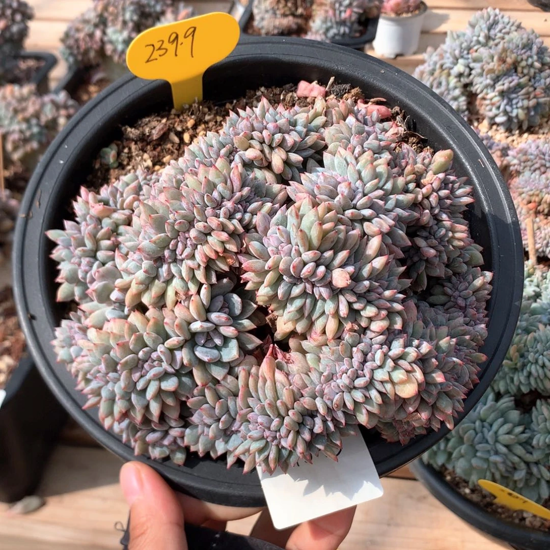 15厘米盘龙满天星小叶石榴籽 特价4343