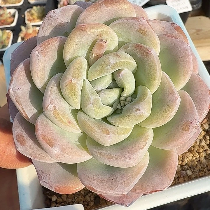 0121-40 老桩冰玉