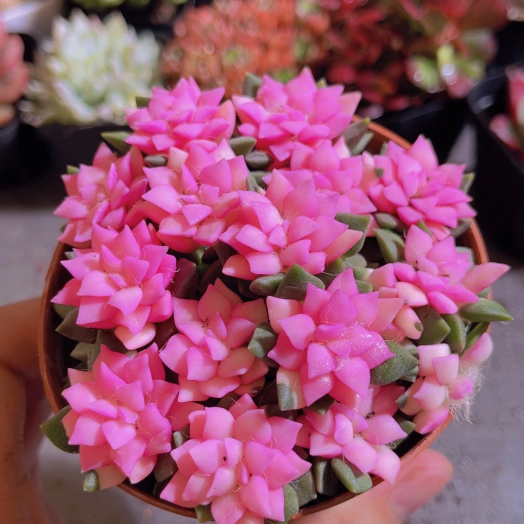 吹雪多肉植物多肉