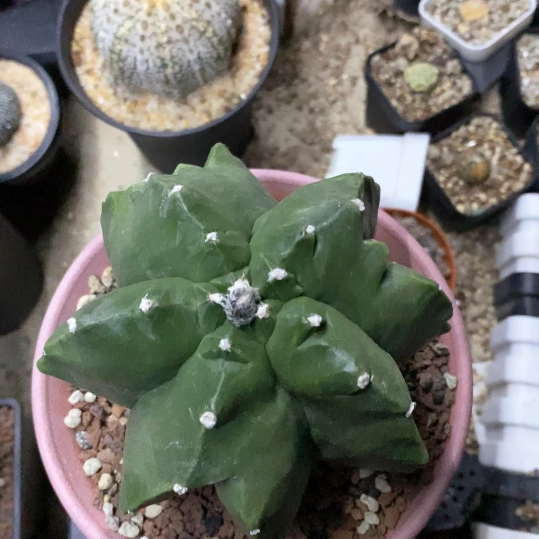 奕***6仙人球等多种游戏