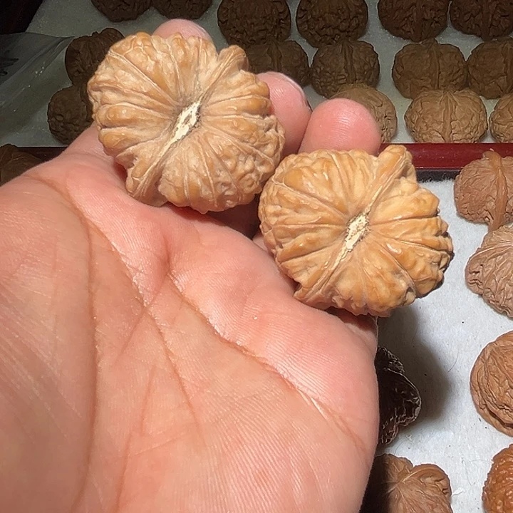 木43精品大肚全品南瓜敦