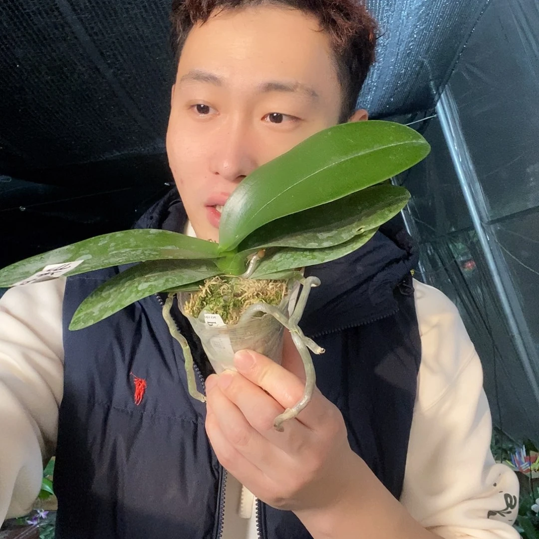 无花朵玛卡龙蝴蝶兰