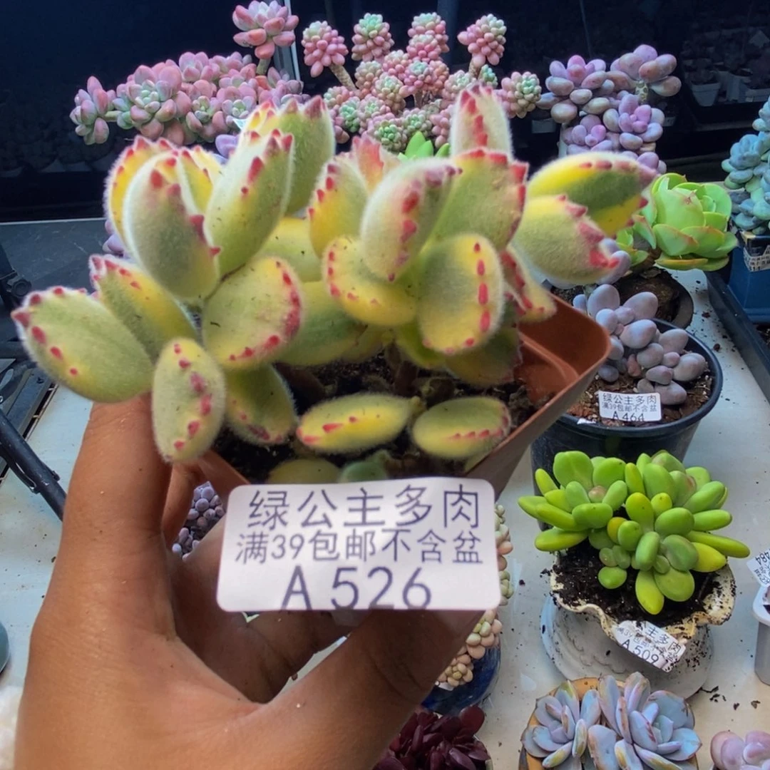 526彩熊轻微掉叶不包整