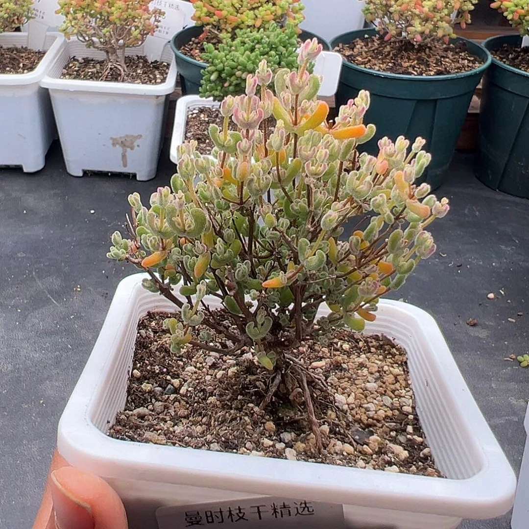 3号月曲12.28多肉