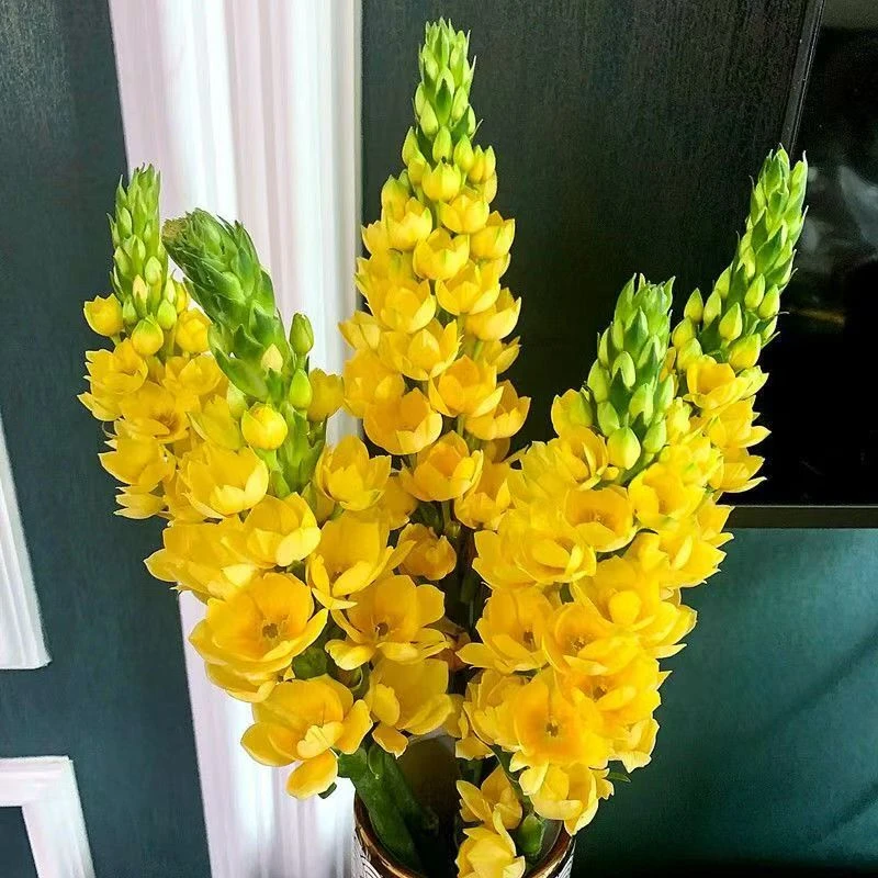 鲜切花圣心百合室内水养插花好养懒人花材