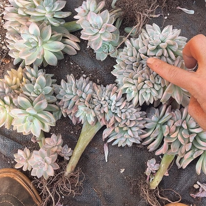 *****淡雪景缀5颗60多肉植物