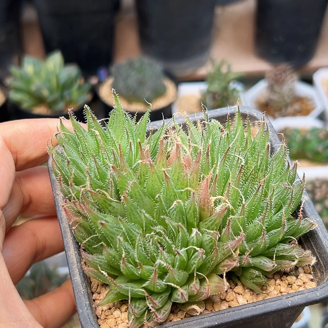 原始瓦苇十二卷母本一颗