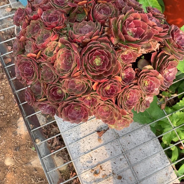 121赤炎链多肉植物特价