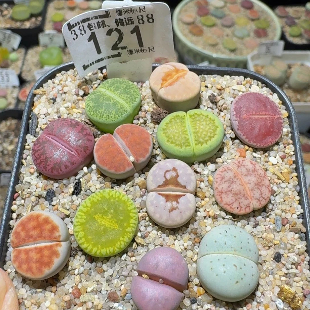 Ssss生石花肉锥121