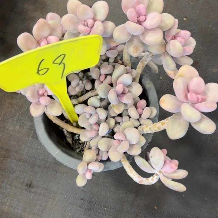 ^****g桃蛋福袋69。